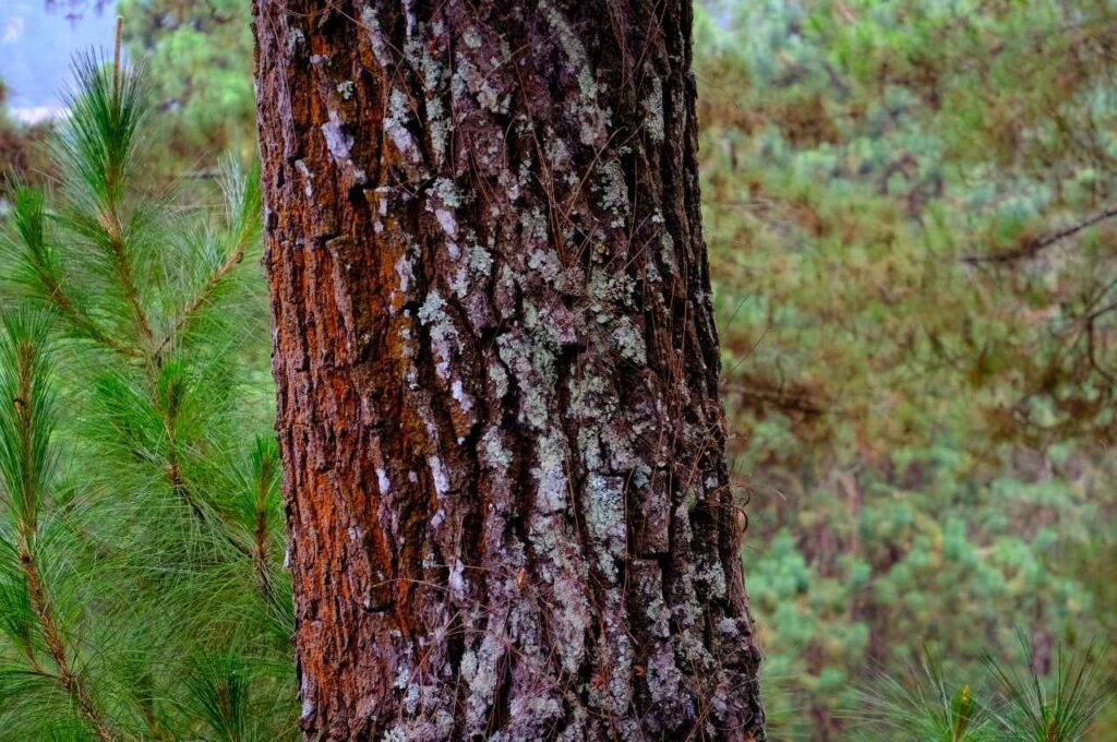 信州経木とは ― 木を削って作る伝統素材の基礎知識