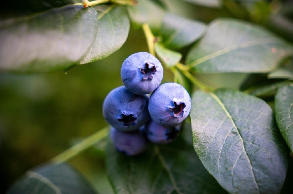 営農型太陽光発電による農地活用