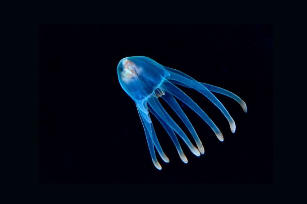 環境影響評価と持続可能な開発