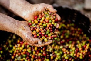 収穫されたコーヒーチェリーを手に持つ生産者、フェアトレードコーヒーの生産風景