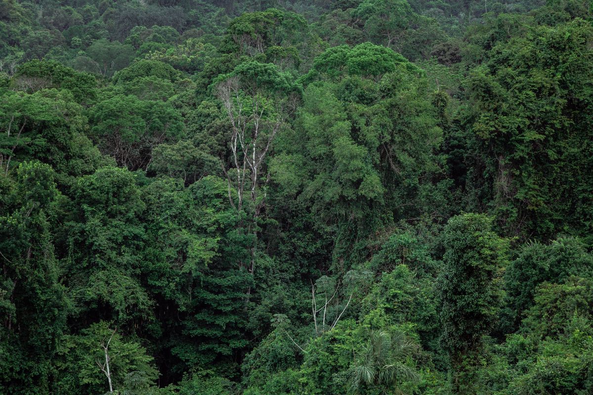 欧州森林破壊防止規則の対象となる熱帯林の様子