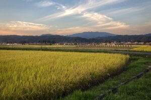 ファーメンステーションの原料となる米を育てる、黄金色に実った稲田