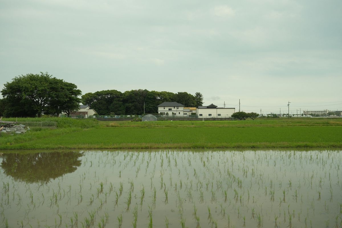 田植え後の水を張った水田と周囲の集落の風景