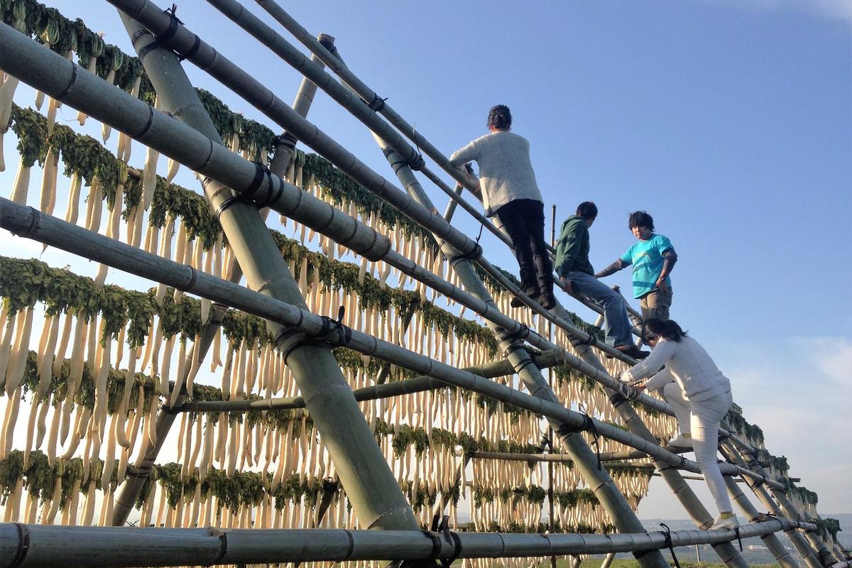 頴娃町の冬の風物詩・大根やぐらに上る人たち