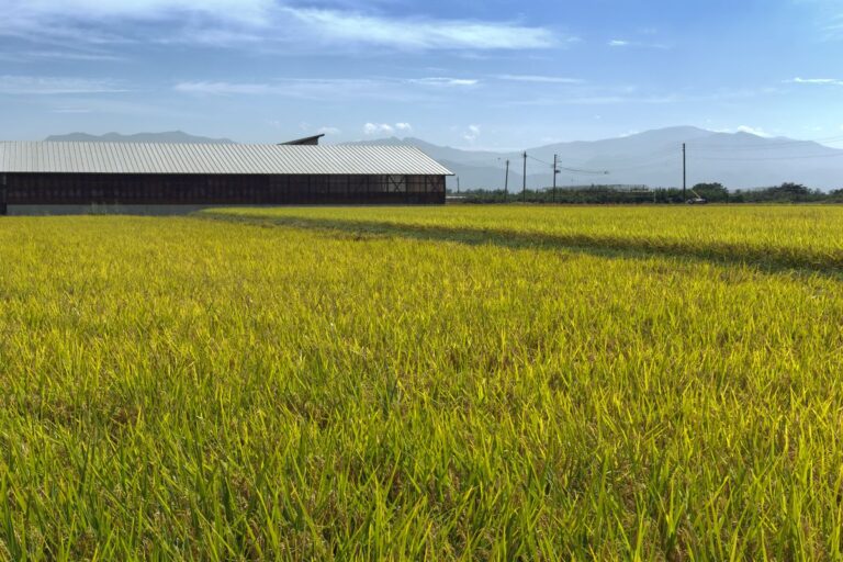 黄金色に実る水田の風景（水田クレジットのイメージ）