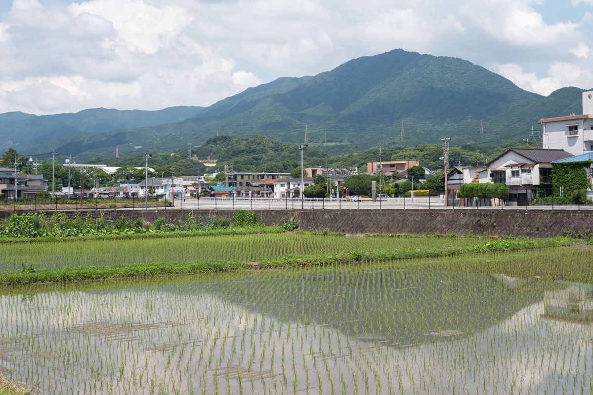 水を張った水田に植えられた稲の苗