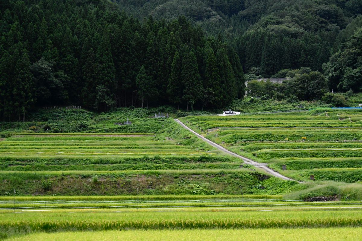 山あいの棚田に広がる稲作の水田