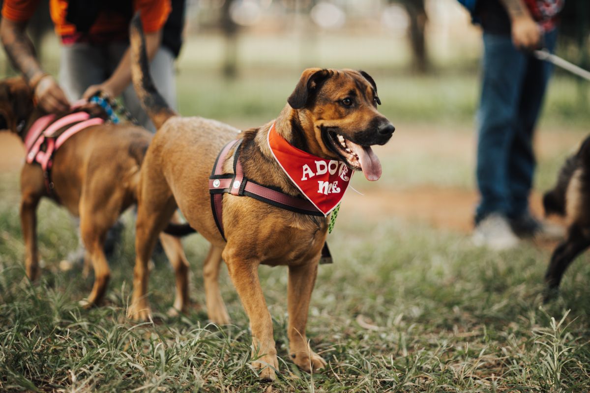里親募集中の赤いバンダナをつけた保護犬