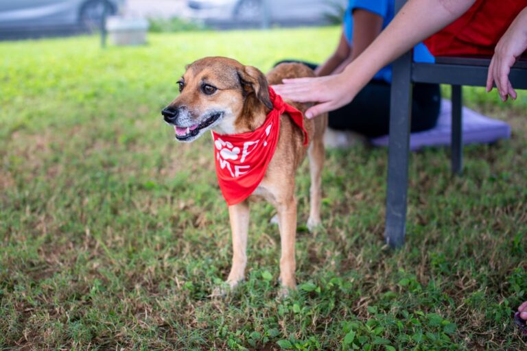 保護犬カフェで人に撫でられる赤いバンダナの保護犬
