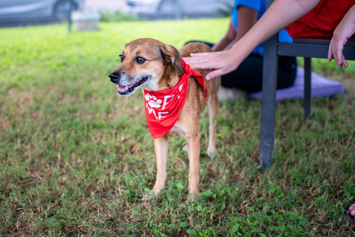 保護犬カフェで人に撫でられる赤いバンダナの保護犬
