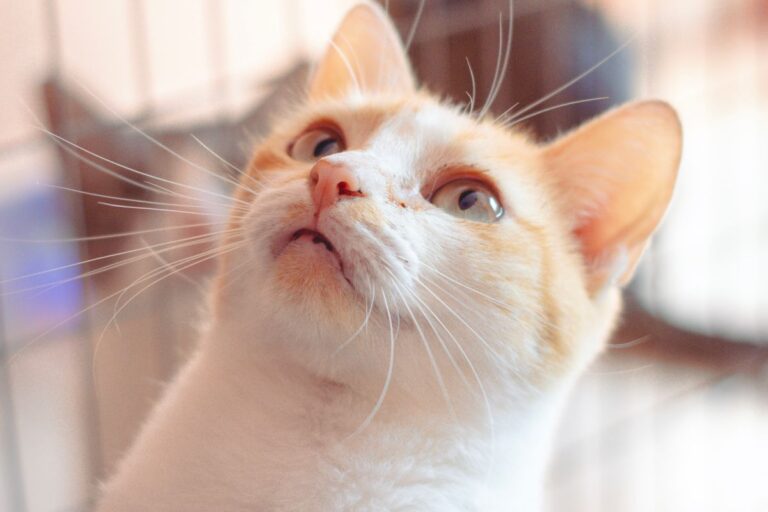 ケージの中で上を見上げる保護猫の顔