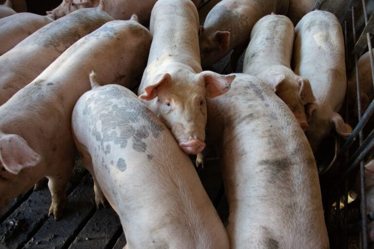 豚舎で飼育されている豚の群れ。食品廃棄物からつくる液体飼料は養豚で使われます