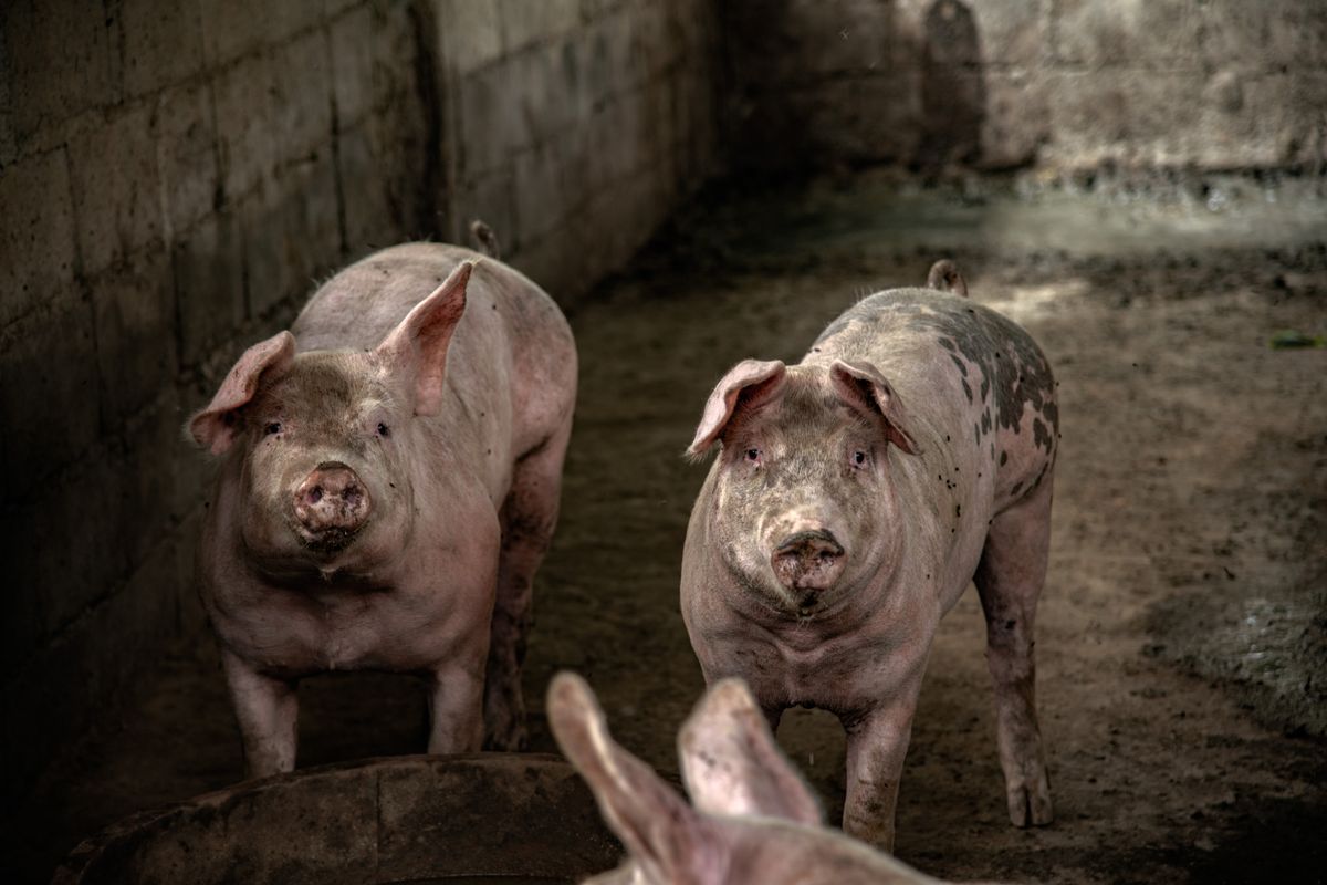豚舎で飼育されている2頭の豚。リキッド発酵飼料は養豚場で豚に与えられます