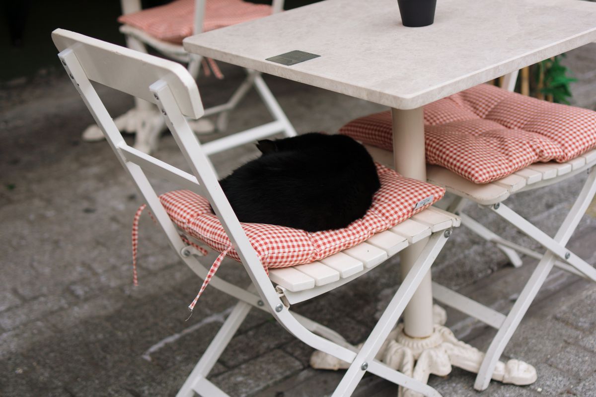 クッションの上で丸くなって眠る黒猫
