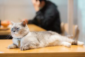 保護猫カフェのテーブルでくつろぐ灰色の猫
