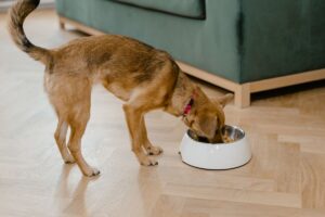 リビングで器から食事をする茶色の小型犬