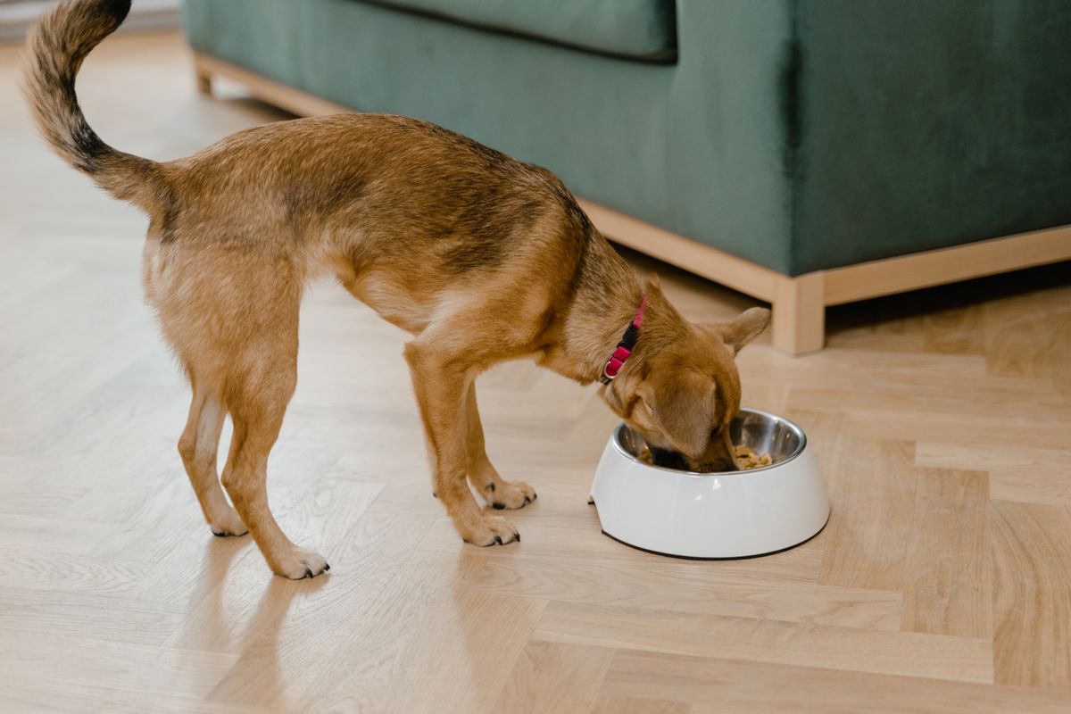 リビングで器から食事をする茶色の小型犬