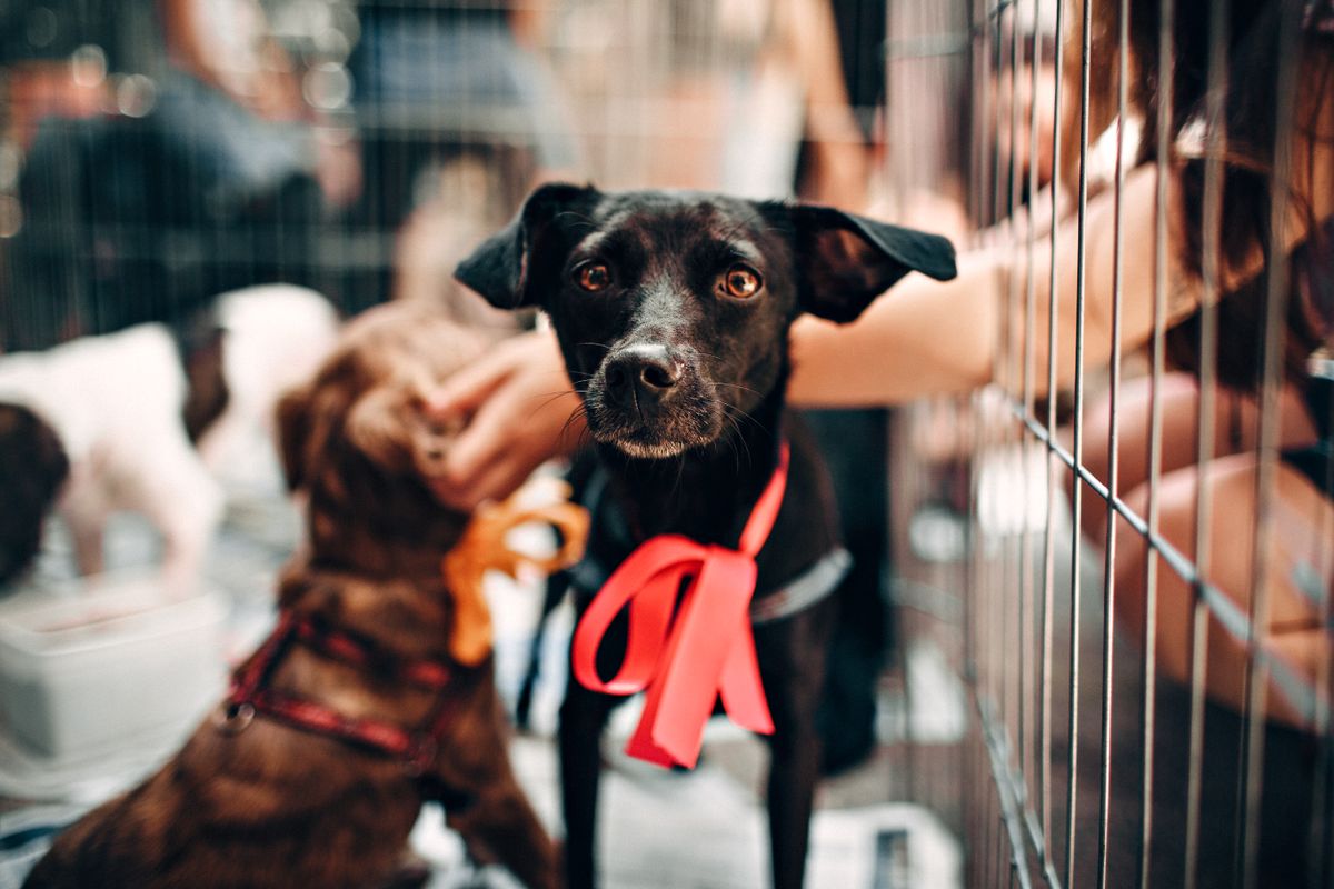 譲渡会で柵ごしに人に触れられる黒い保護犬