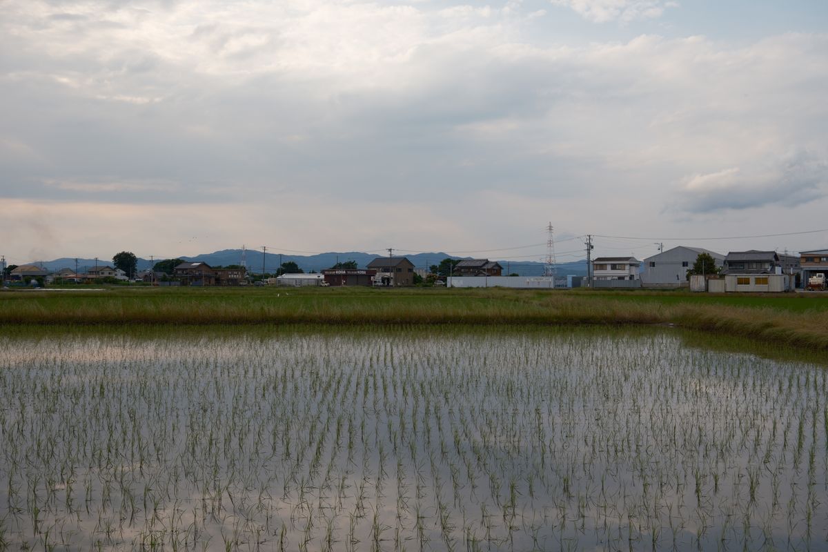 水を張った田んぼに苗が並ぶ日本の農村の風景