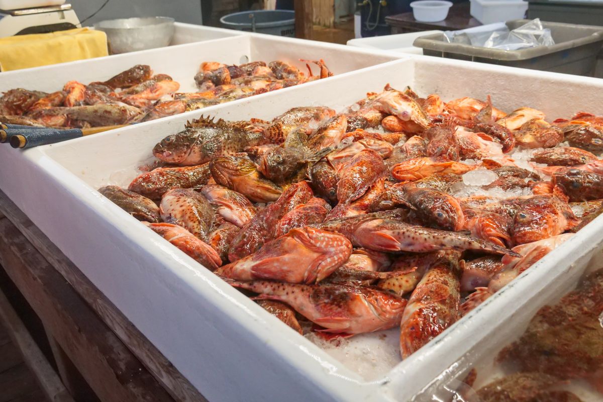氷の上に並ぶ新鮮な魚の陳列、sakana baccaのような鮮魚店のイメージ