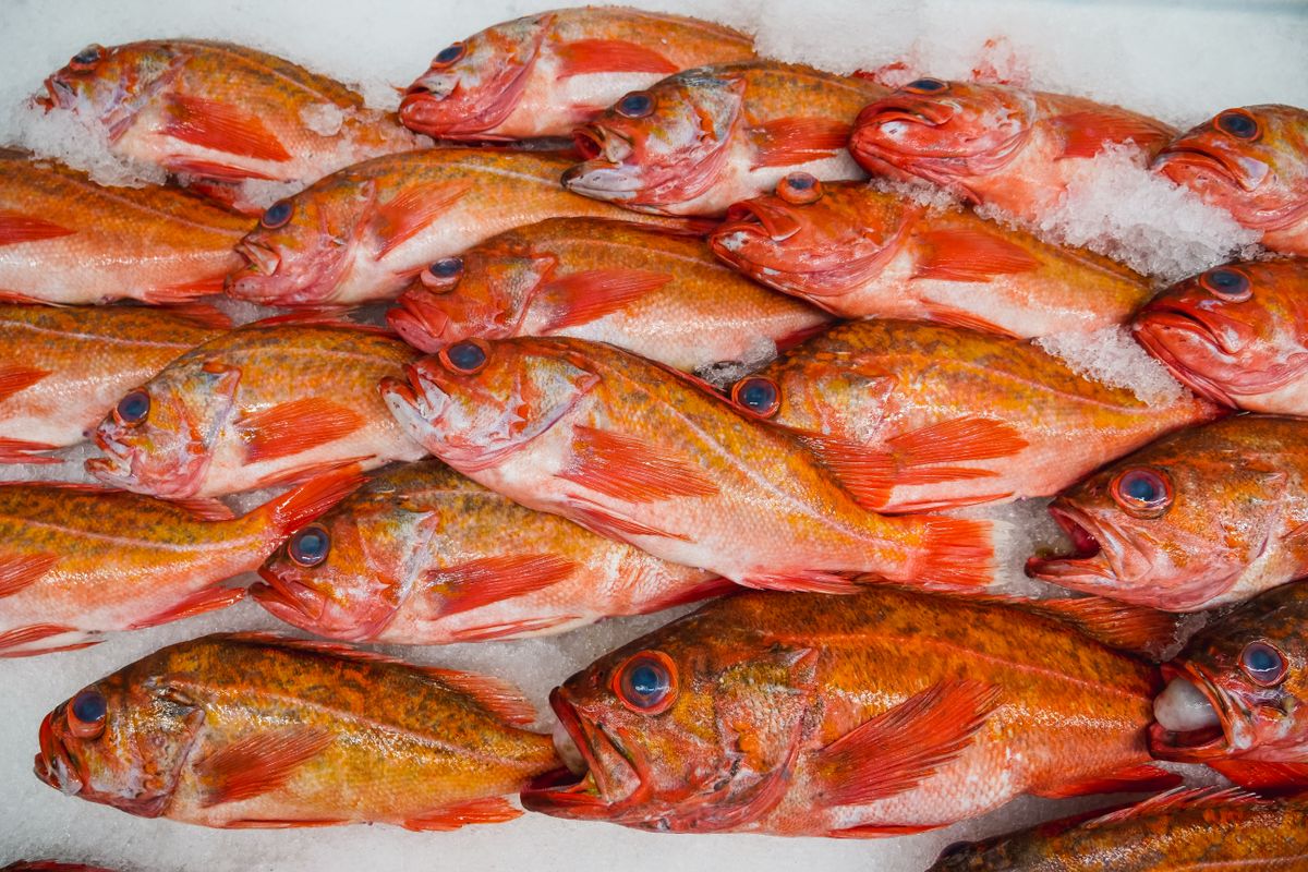 氷の上に並べられた新鮮な魚の陳列