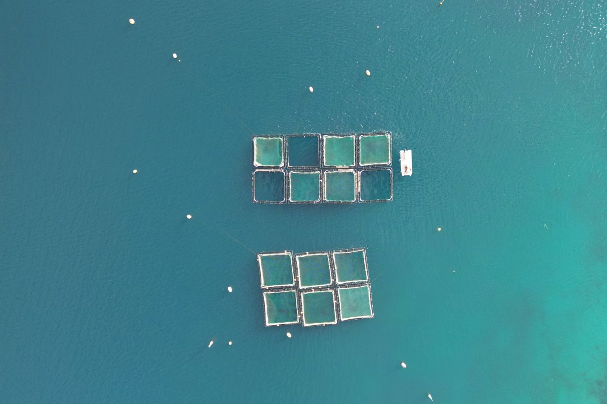 海に並ぶ養殖用の生簀を上空から見た様子